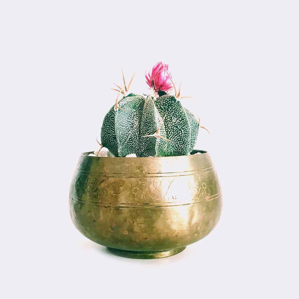 Store cactus6 free img
